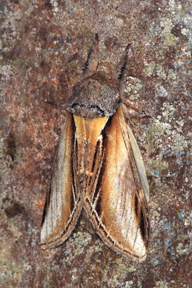 Notodontidae - Pheosia tremula